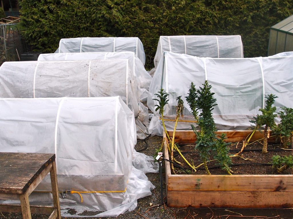 Keeping Dry Securing Tunnel Cloches Northwest Edible Life