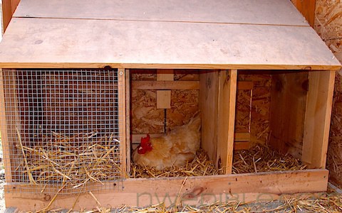 Metal Curtained Roll Away Egg Nest Box Chicken Laying Boxes Hens Chicken Coop Box Rural365 Single Chicken Nesting Box