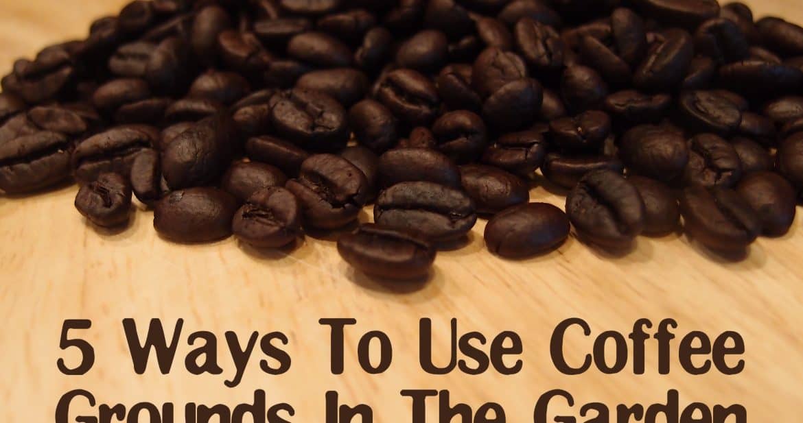 5 Ways To Use Coffee Grounds In The Garden Northwest Edible Life