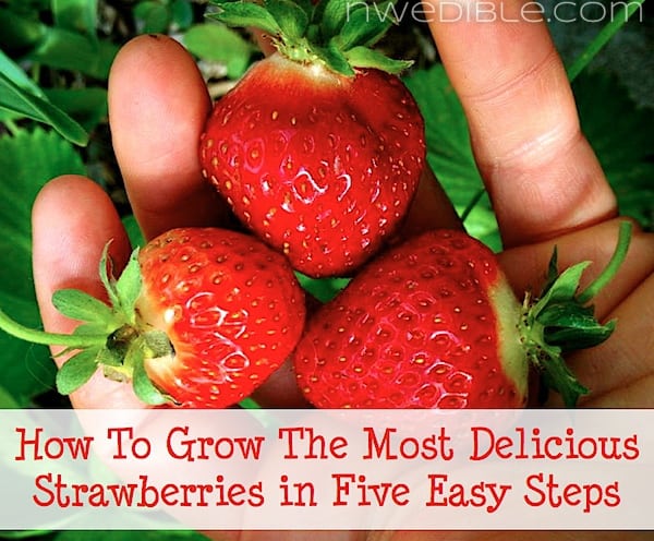 Super Delicious Strawberries In Five Easy Steps