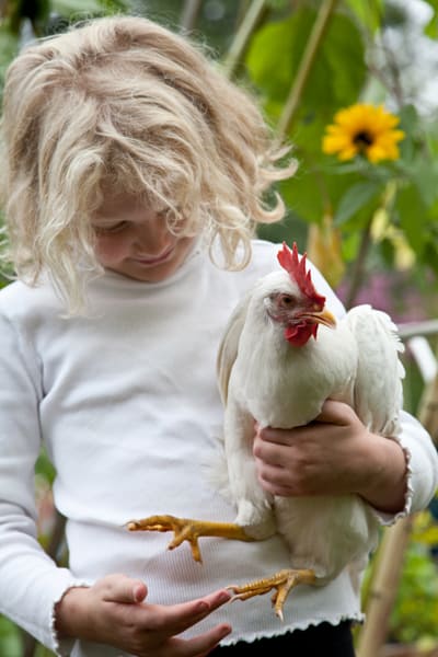 Erica Strauss 's daughter Bella, 7, loves having chickens.