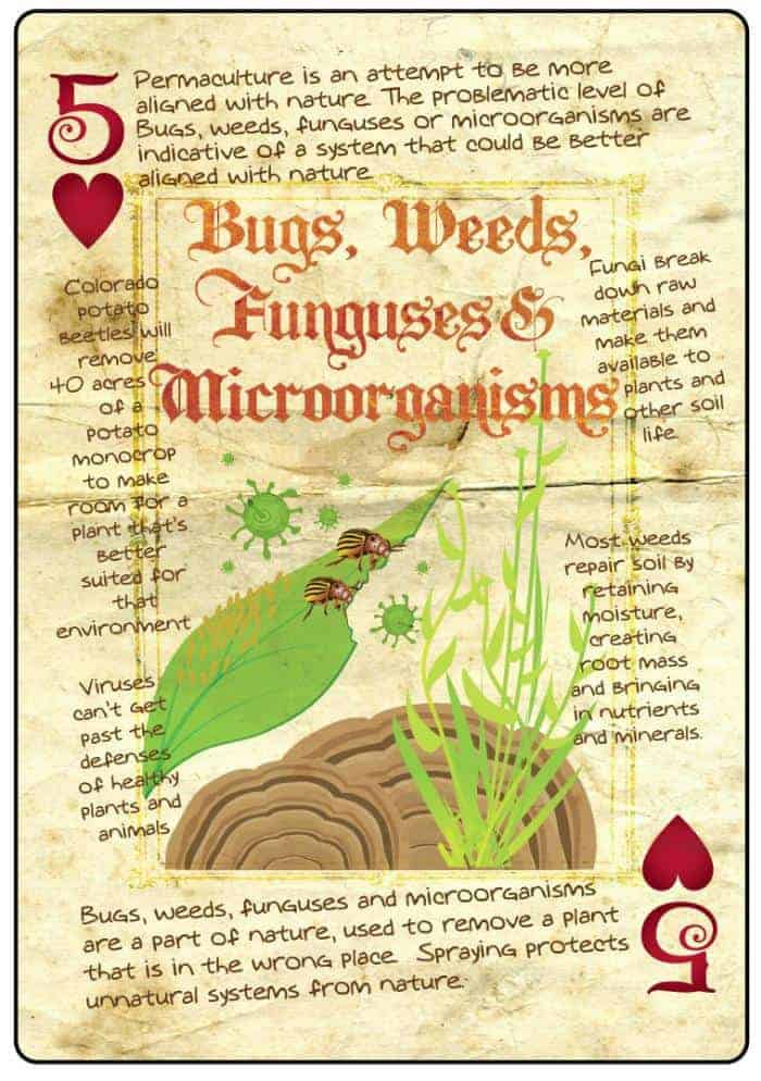 bugs-weeds