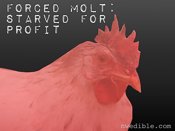 Forced Molt