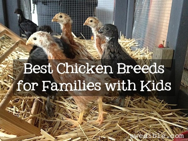 Chickens and Kids