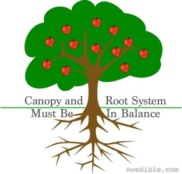 apple-tree-with-roots-hi (2)