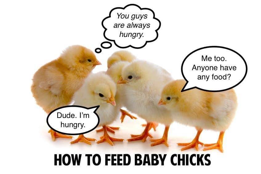 how to feed baby chicks
