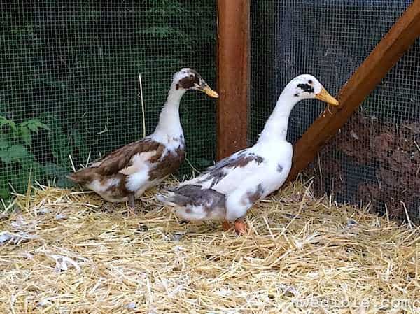 Ancona Ducks