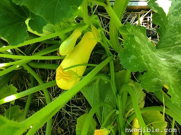 Pick your summer squash once a day too and avoid baseball bat zucchini.
