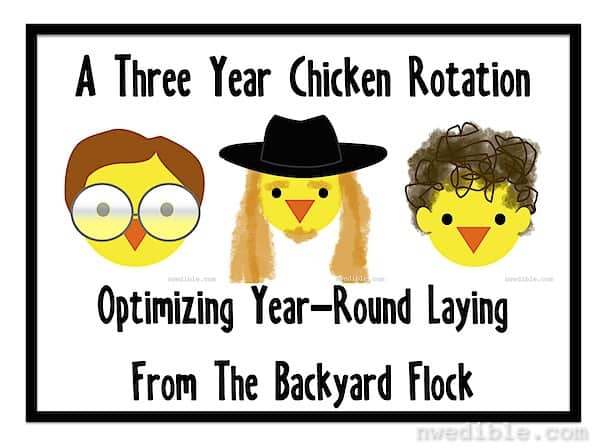 Chicken-Rotation