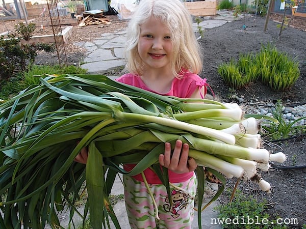 Leeks as tall as her.