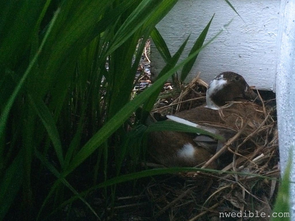 Duck Nest88