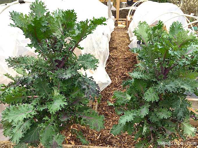 Overwintered Kale