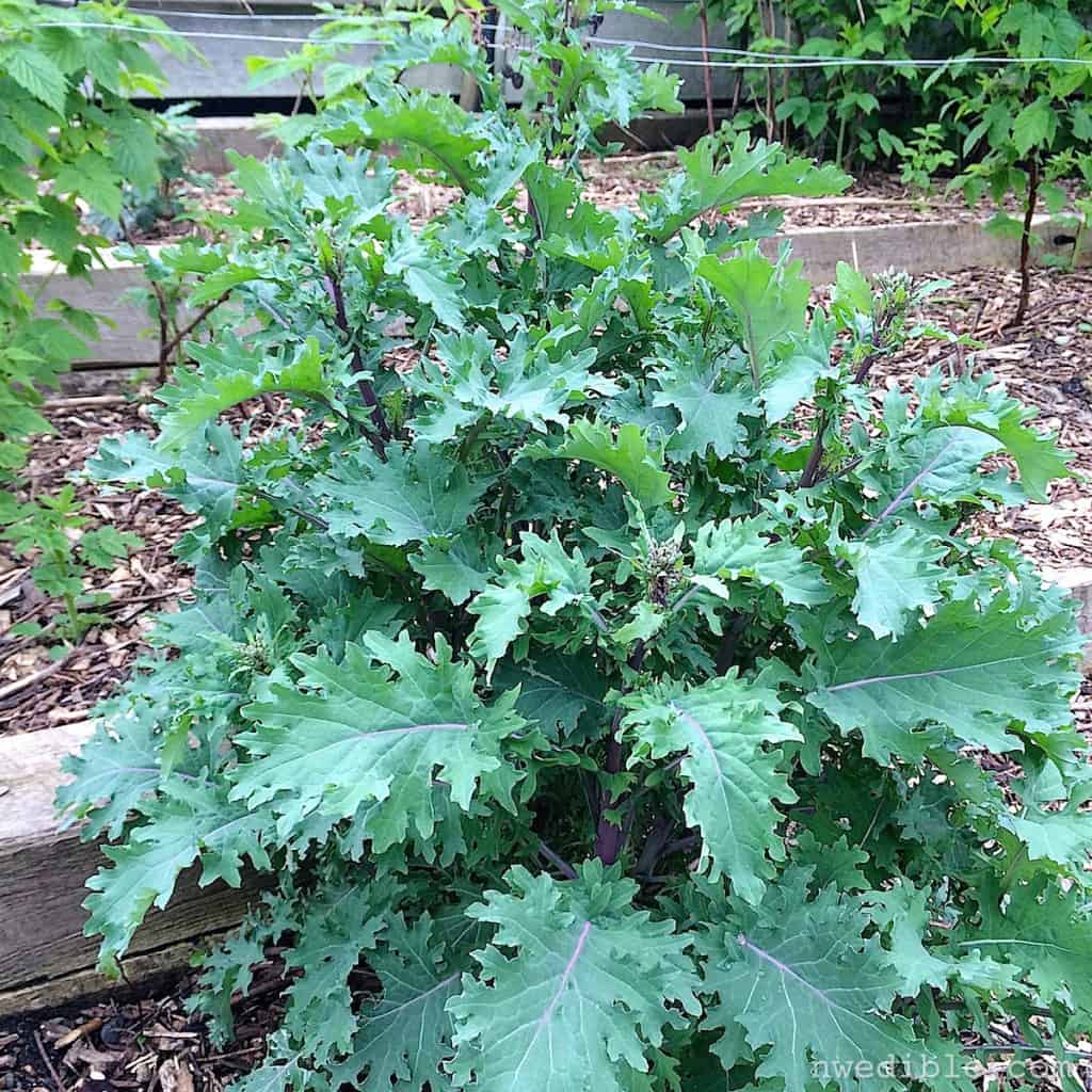 Kale plant starting to send out florets.