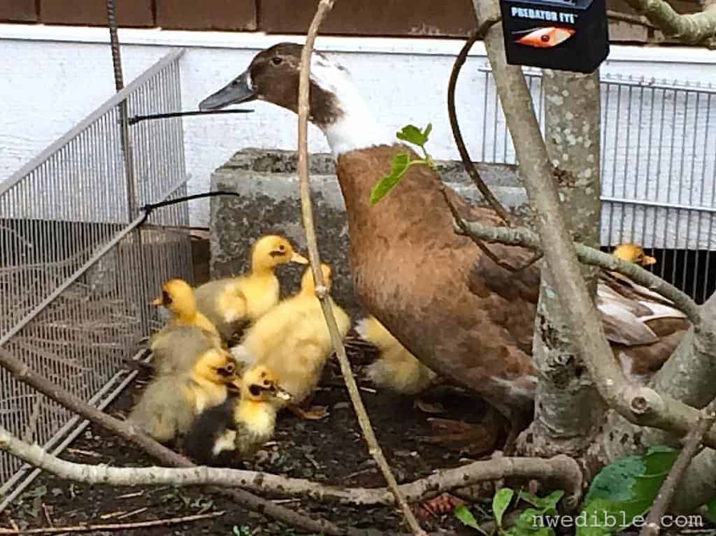 Duck-family