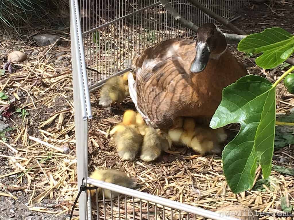 Mama duck with ducklings