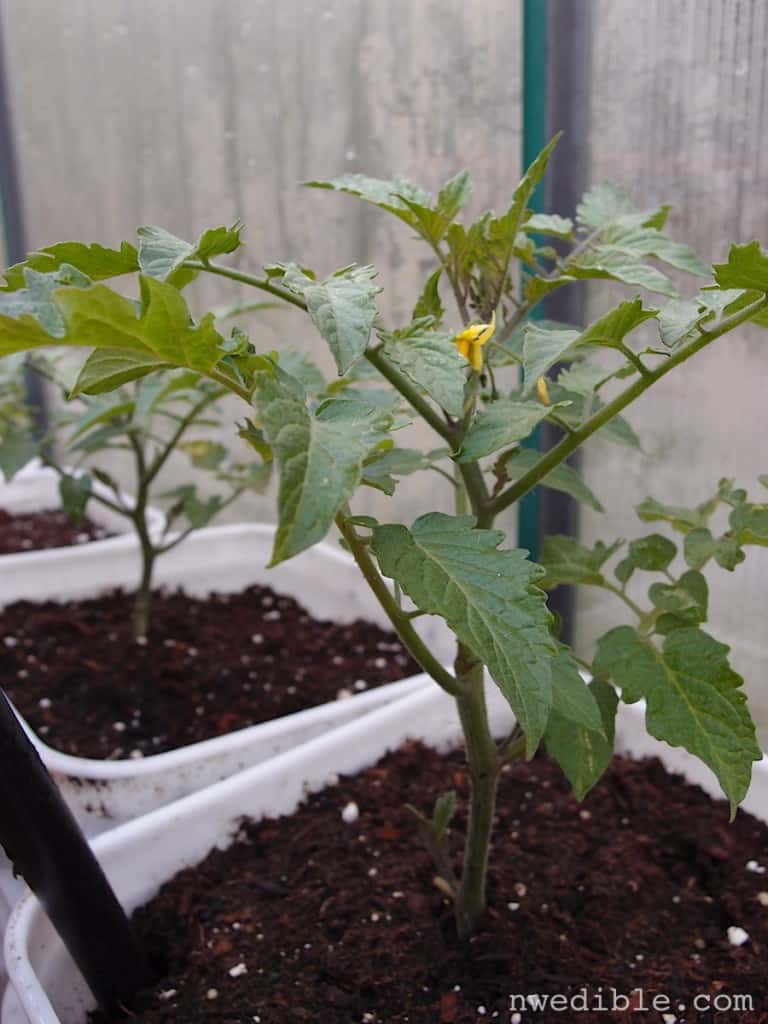 Tomato Seedling