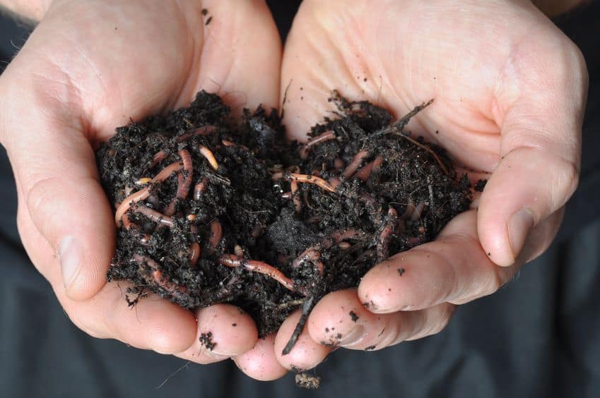 Buried composting and vermicomposting systems can be very stealthy.