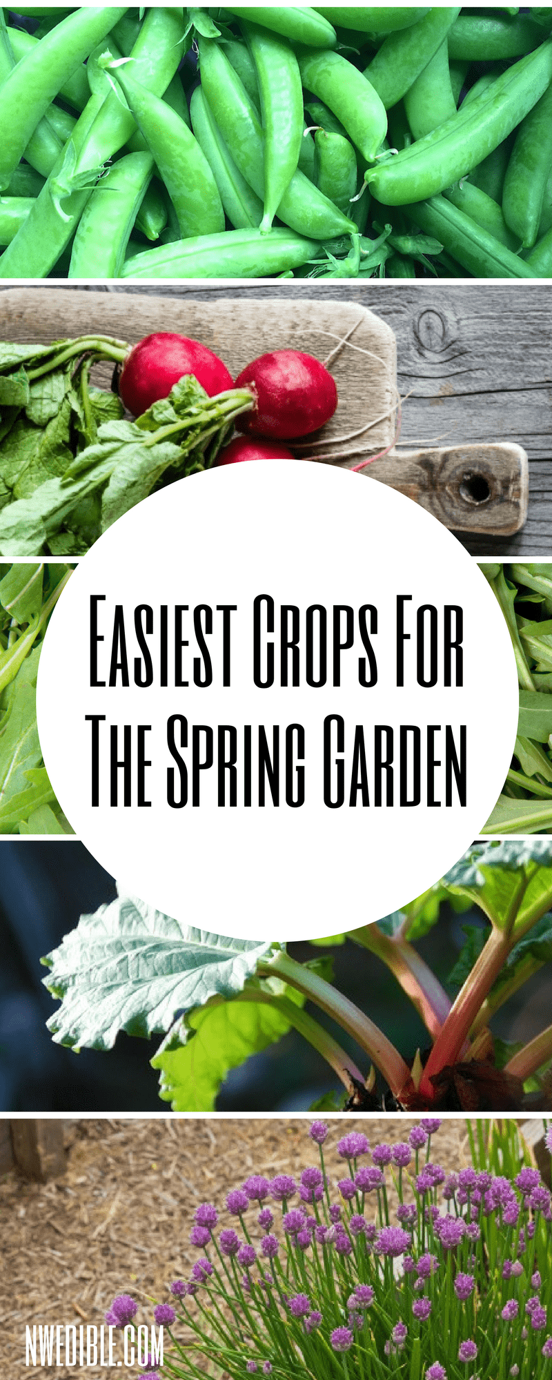 Easiest Spring Crops Graphic