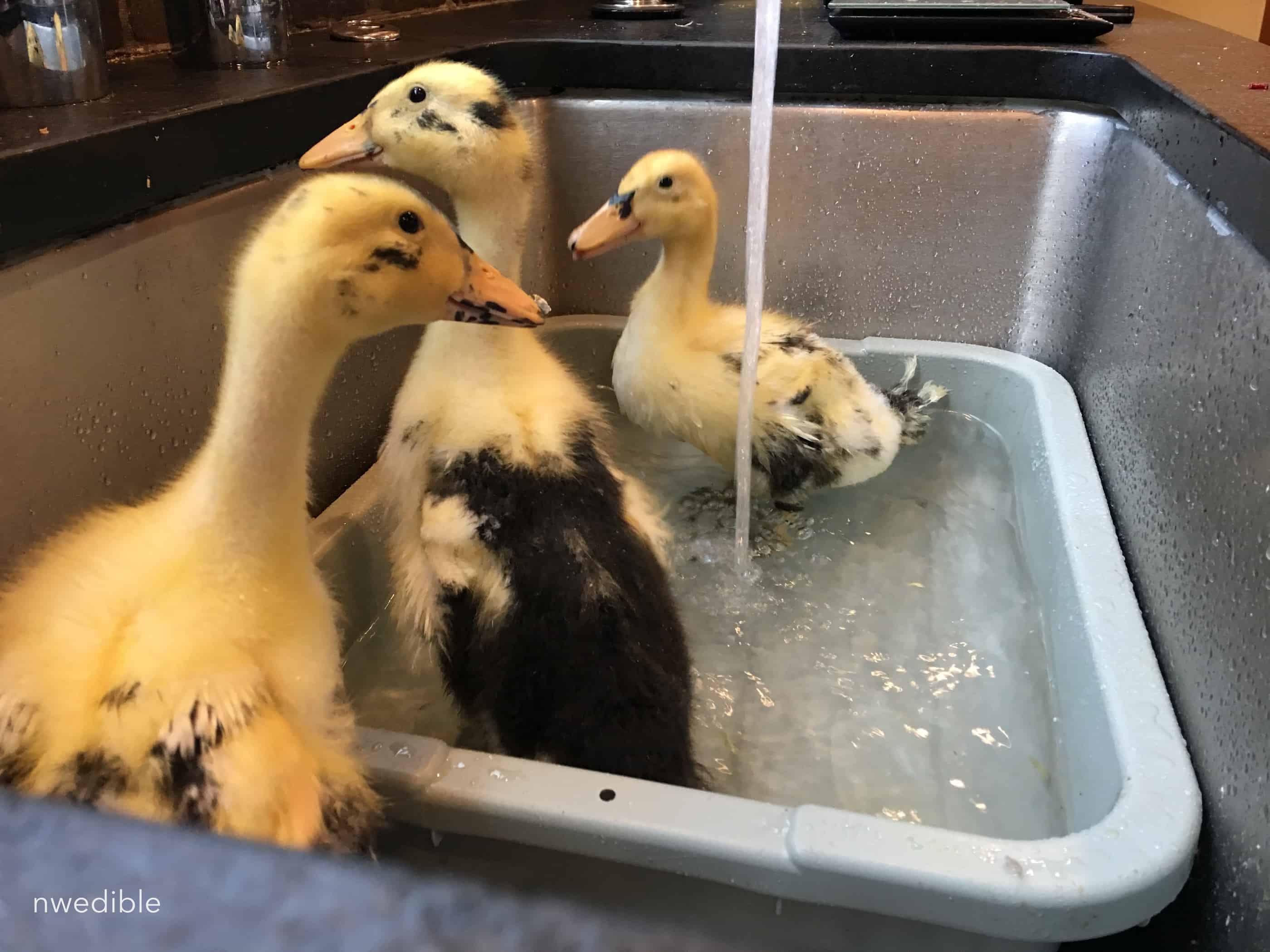 duck_bath