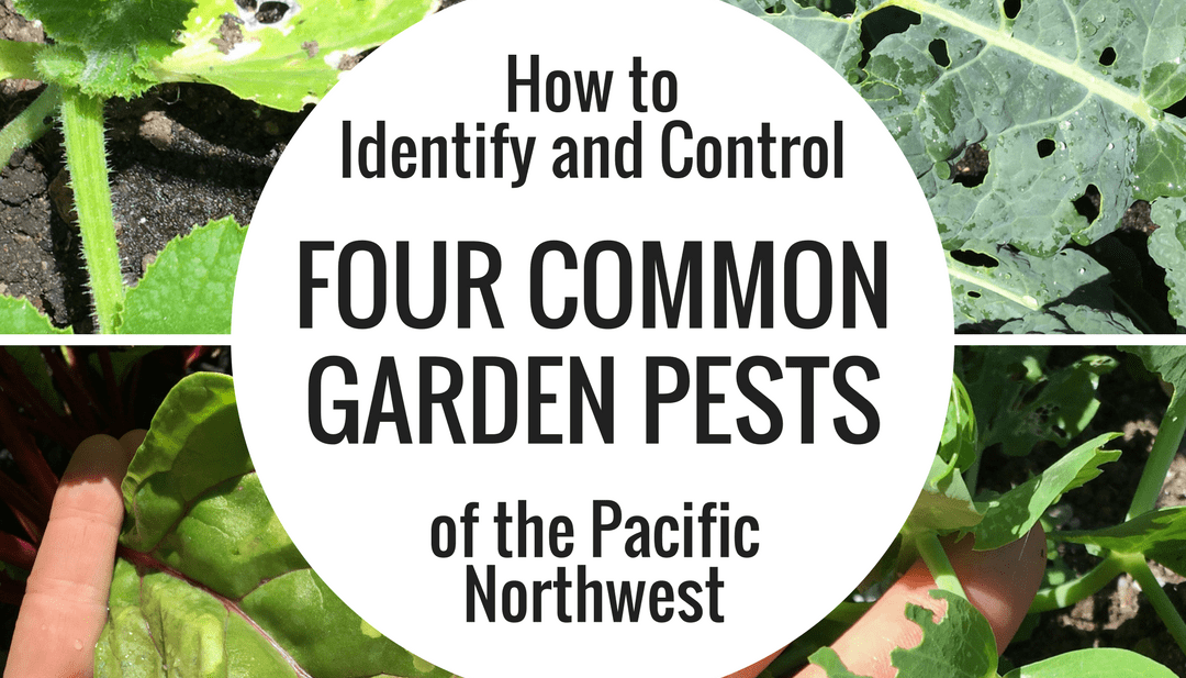 How To Identify And Control Four Common Garden Pests Of The