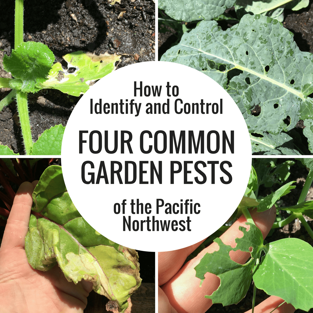 How To Identify And Control Four Common Garden Pests Of The Pacific 