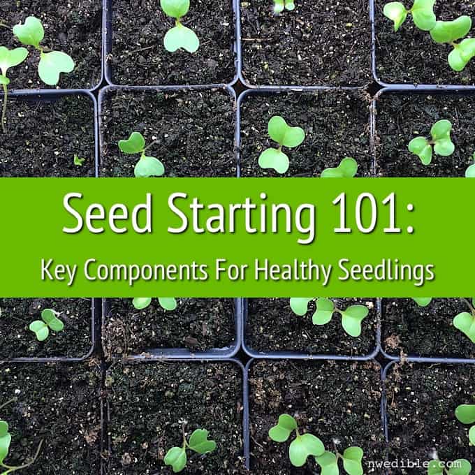 Seed Starting 101: A Guide to Winter Sowing in Milk Jugs