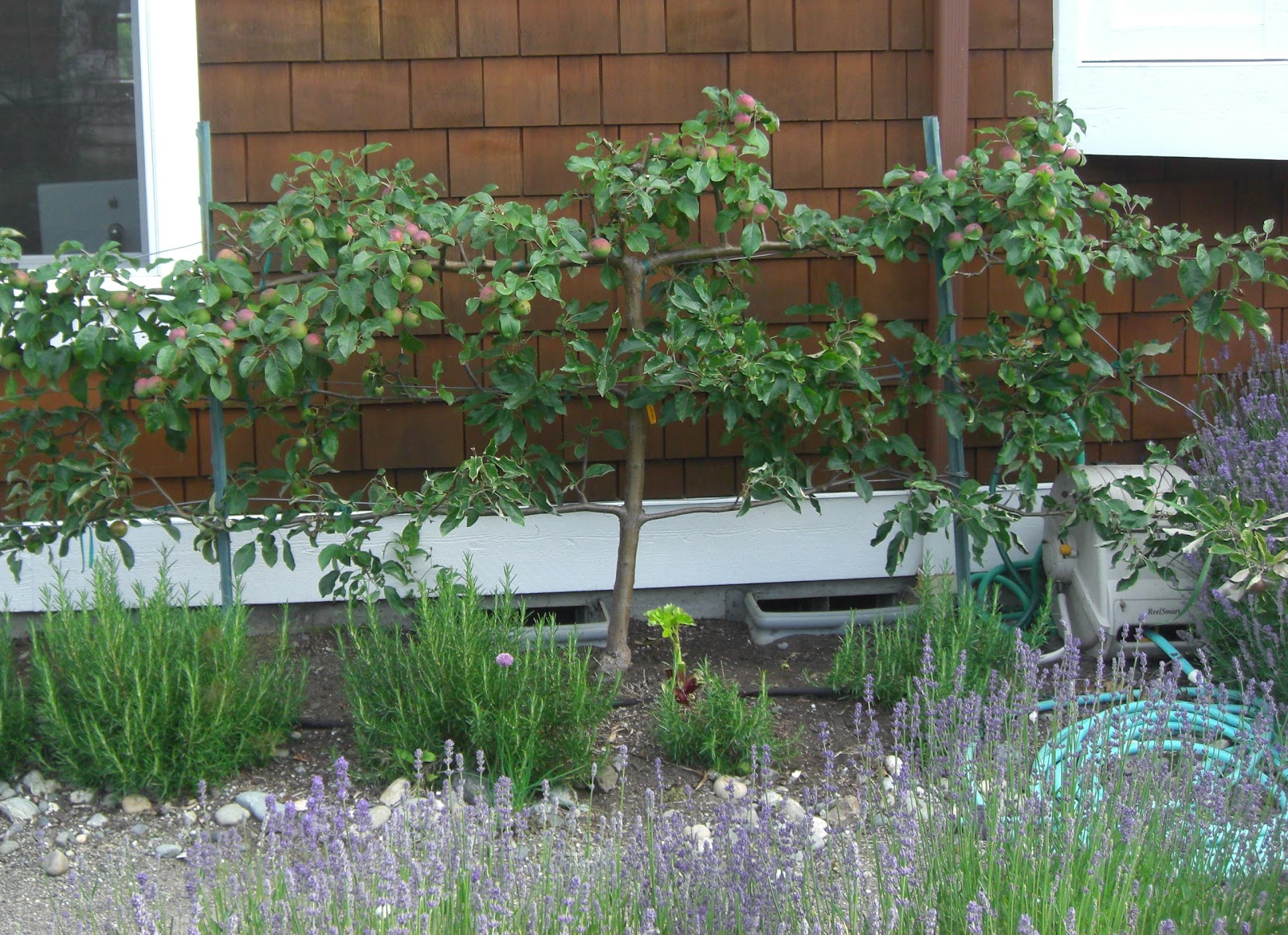 Backyard Orchard Culture: Too Good To Be True? | Northwest ...