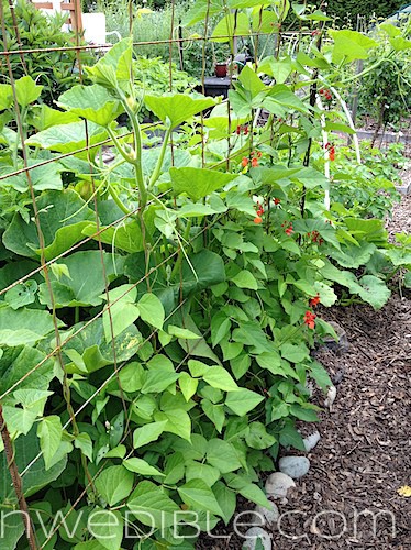 The Garden In June: Photo Tour | Northwest Edible Life