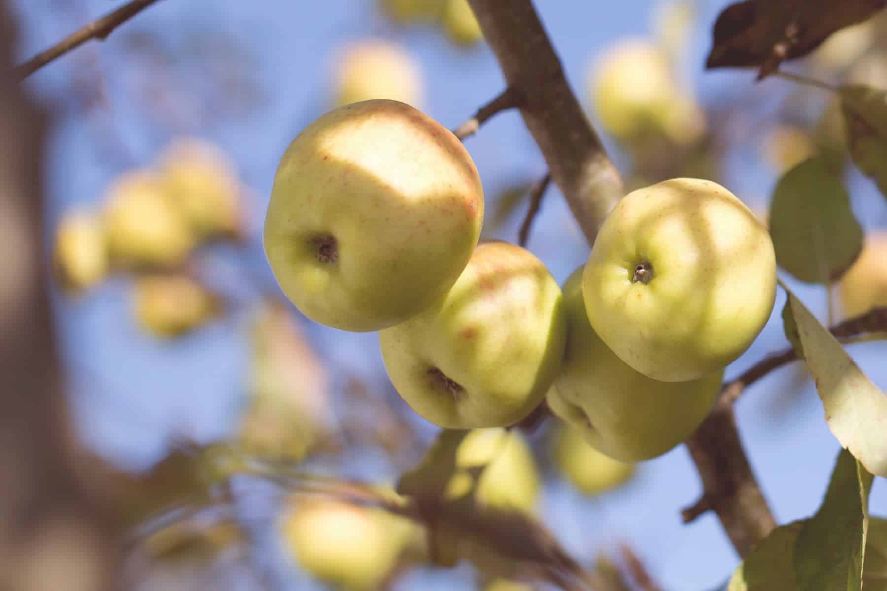 apples