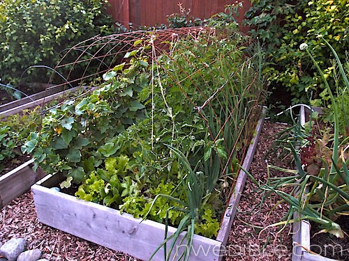Front Bed: August 