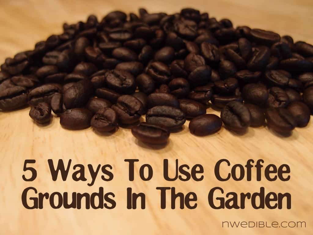 5 Ways To Use Coffee Grounds In The Garden