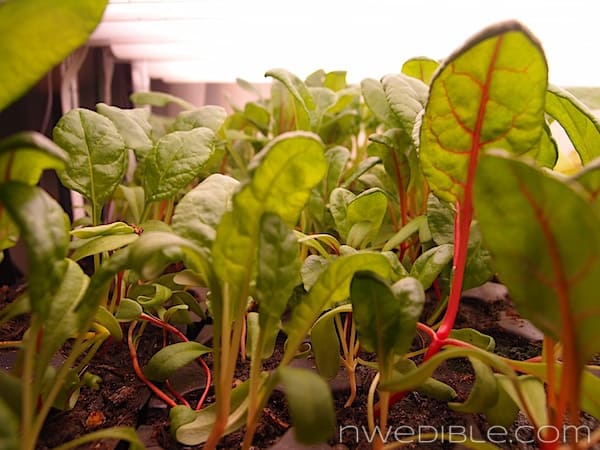 Chard Seedlings