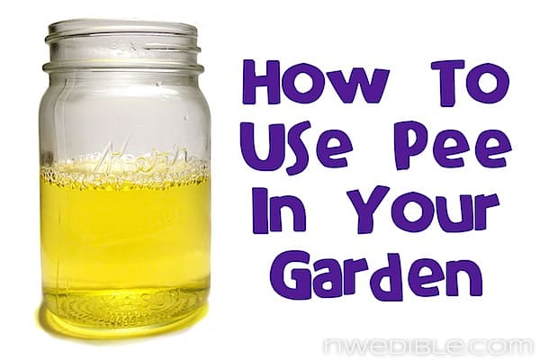 How To Use Pee In Your Garden