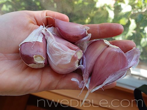 How To Grow Your Own Garlic  |  Northwest Edible Life