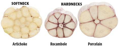 softneck-hardneck