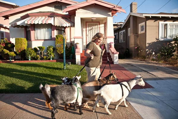 Kitty Sharkey walks her Nigerian dwarf goats in her East Oakland neighborhood.