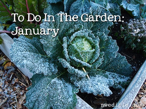 To Do In The Garden: January