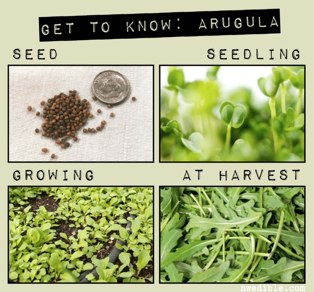 How To Grow Arugula