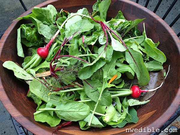 Arugula Salad