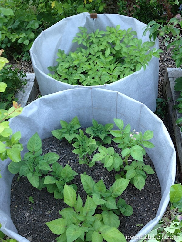 Potato Bins