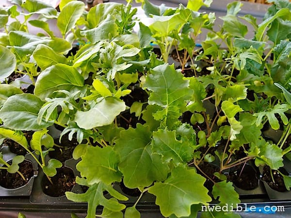 Brassica Seedlings