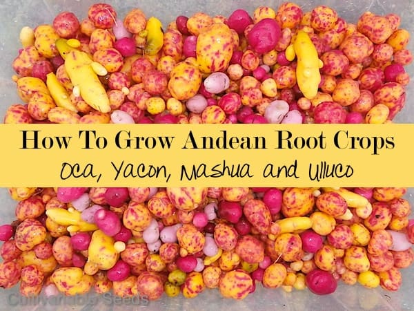 How To Grow Andean Root Crops