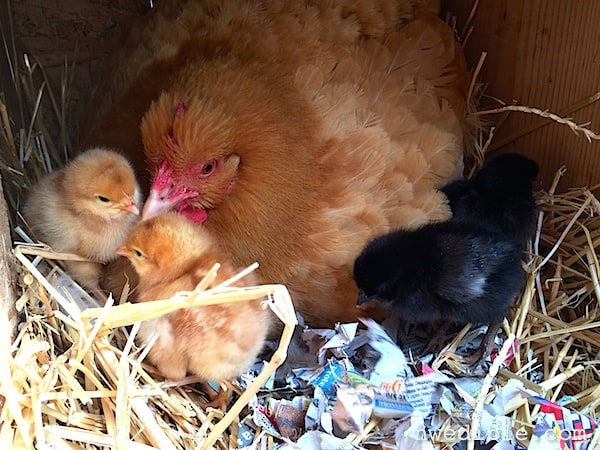 How to Hatch & Raise Chicks Using a Broody Hen