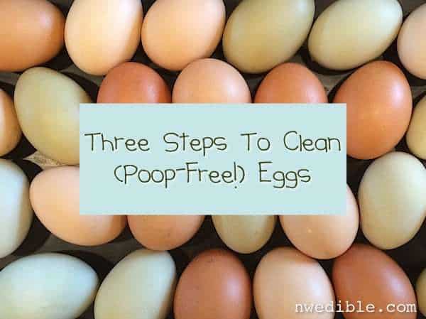 Three Steps To Clean, Poop-Free Eggs