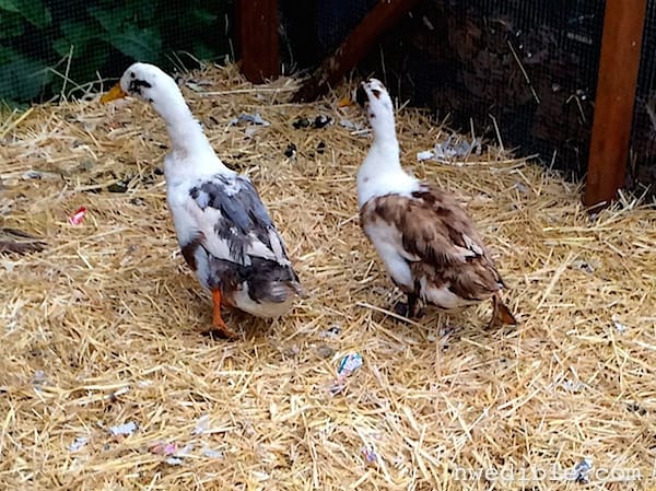 Ancona Ducks