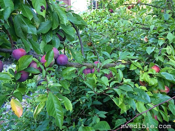 Oh my plums, you're treating me so good this year.