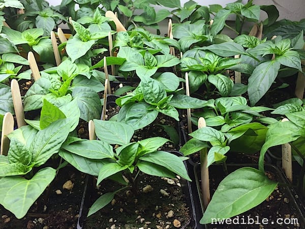 Pepper Seedlings