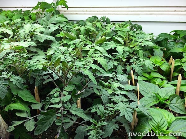 Tomato Seedlings