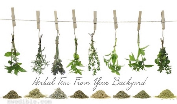 My Favorite Herbal Tea Recipes