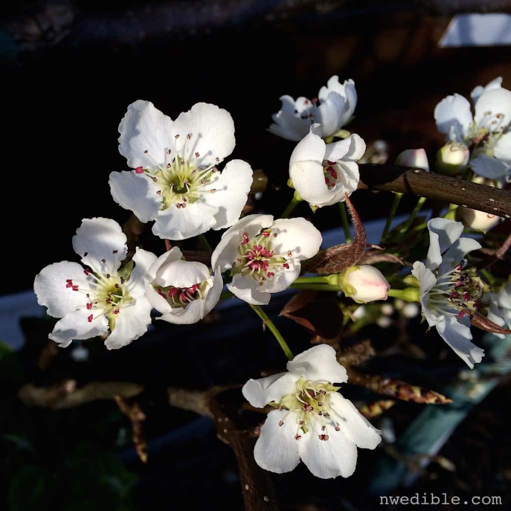 Apple Blossoms